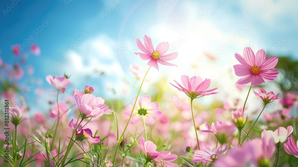 Cosmos Flowers in a Pink Field under a Blue Sky Fresh Morning Cosmos Flower Cosmos Flowers in a Pink Field under a Blue Sky Fresh Morning Cosmos Flower