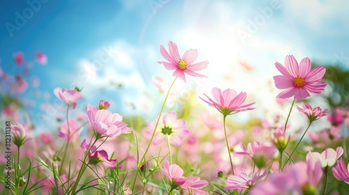 Cosmos Flowers in a Pink Field under a Blue Sky Fresh Morning Cosmos Flower