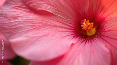 Close up image of a pink Chaba flower photo