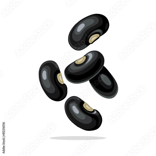 Vector illustration, black beans, scientific name Phaseolus vulgaris, isolated on white background.