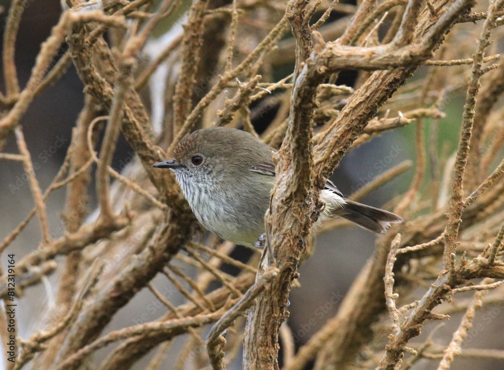 Brown thornbill bird perched on a tree branch Brown thornbill bird perched on a tree branch