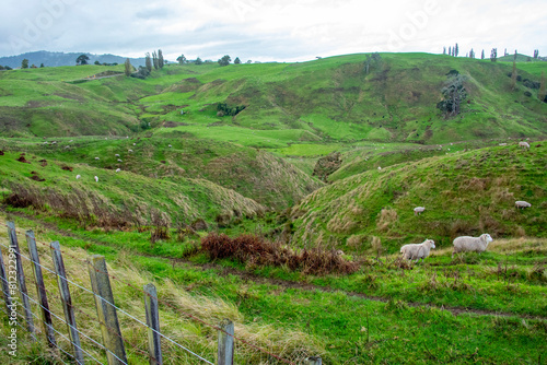 Sheep Pasture in Waikato - New Zealand