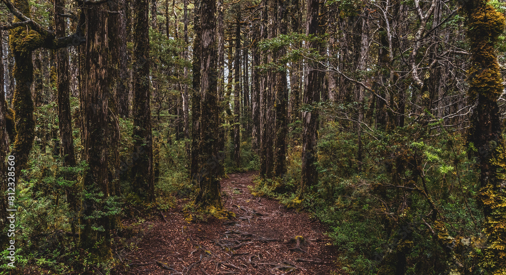 Obraz premium lush forest with path covered by trees