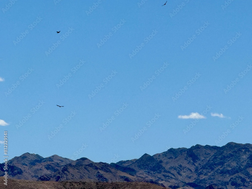 huge eagles fly over the wild desert of Las Vegas huge eagles fly over the wild desert of Las Vegas