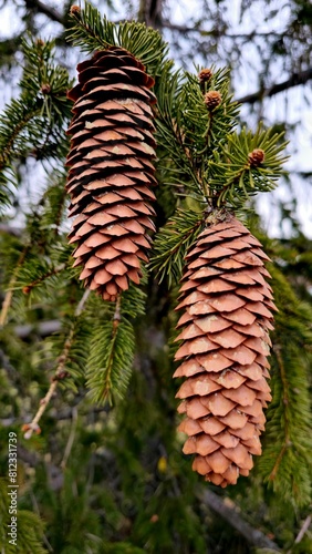 Pine