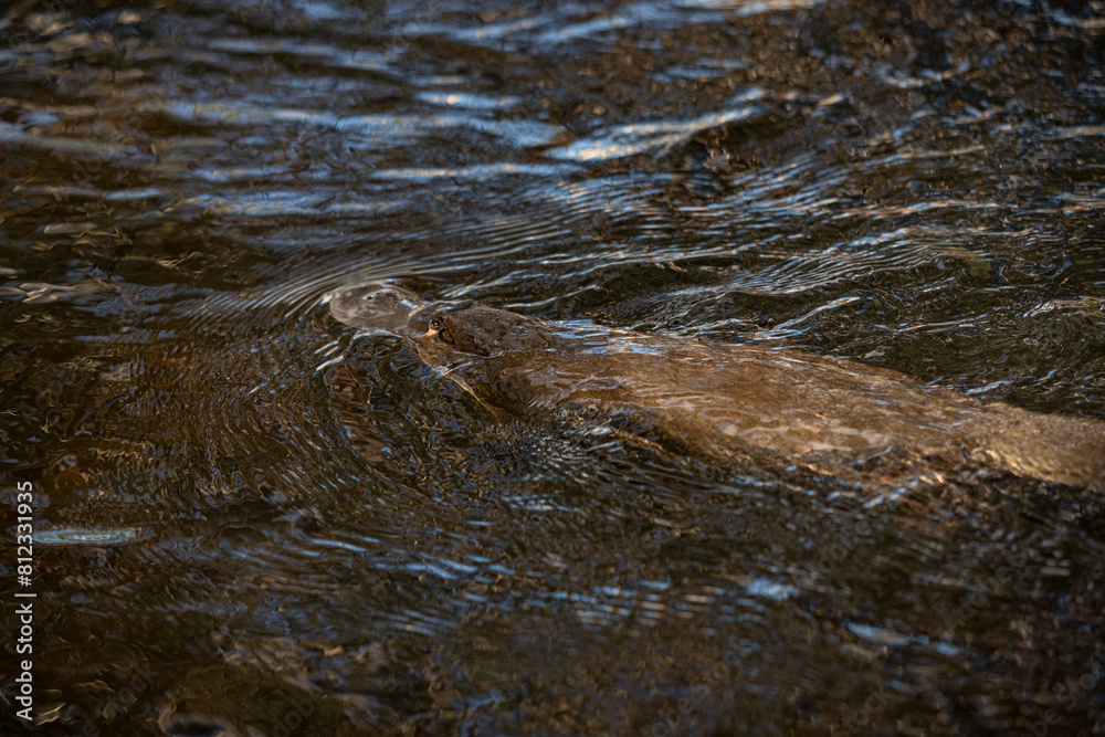 Platypus of Tassie Platypus of Tassie