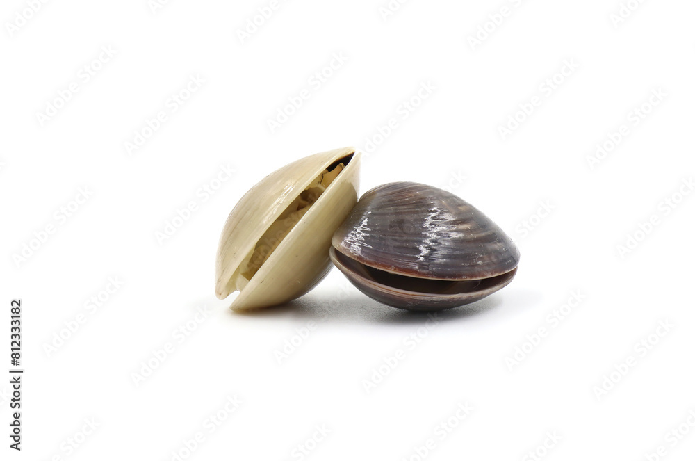 Closed up fresh baby clams, venus shell, shellfish, carpet clams, short necked clams, as raw food from the sea are the seafood ingredients. fresh clams isolated on white background. Closed up fresh baby clams, venus shell, shellfish, carpet clams, short necked clams, as raw food from the sea are the seafood ingredients. fresh clams isolated on white background.
