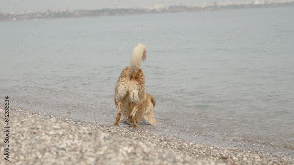 The dog tries to catch the waves in the sea, biting at the water. Slow motion. The dog tries to catch the waves in the sea, biting at the water. Slow motion.