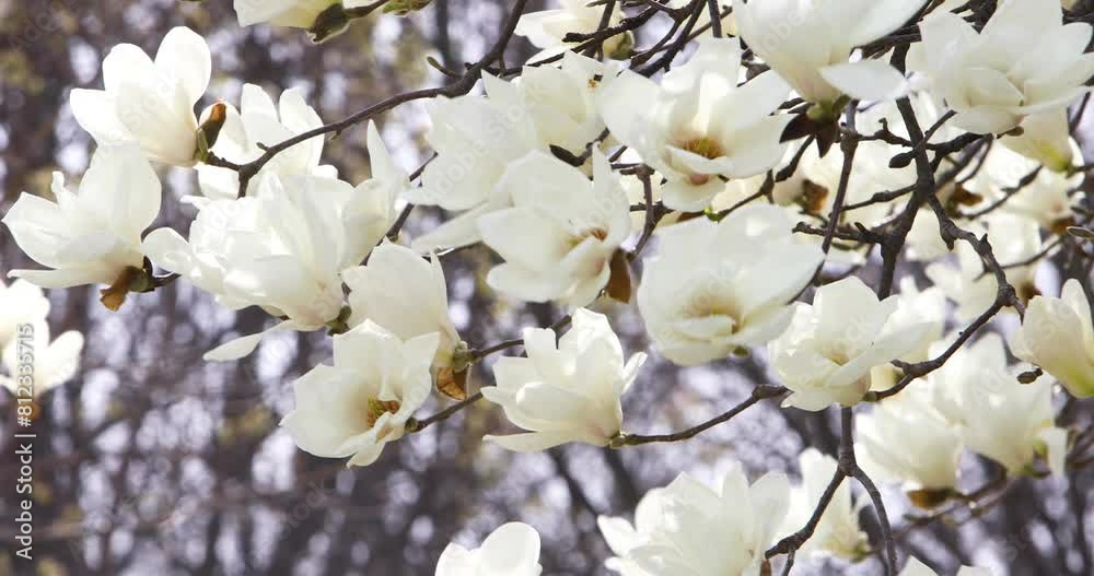Blossom flowers magnolia tree in spring video 4k Blossom flowers magnolia tree in spring video 4k