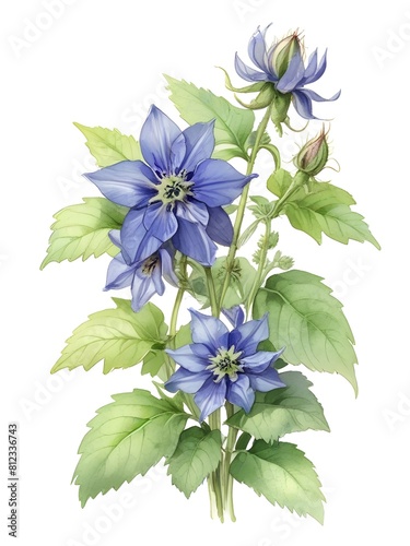 Borage Flower Watercolor Plant Nature Art
