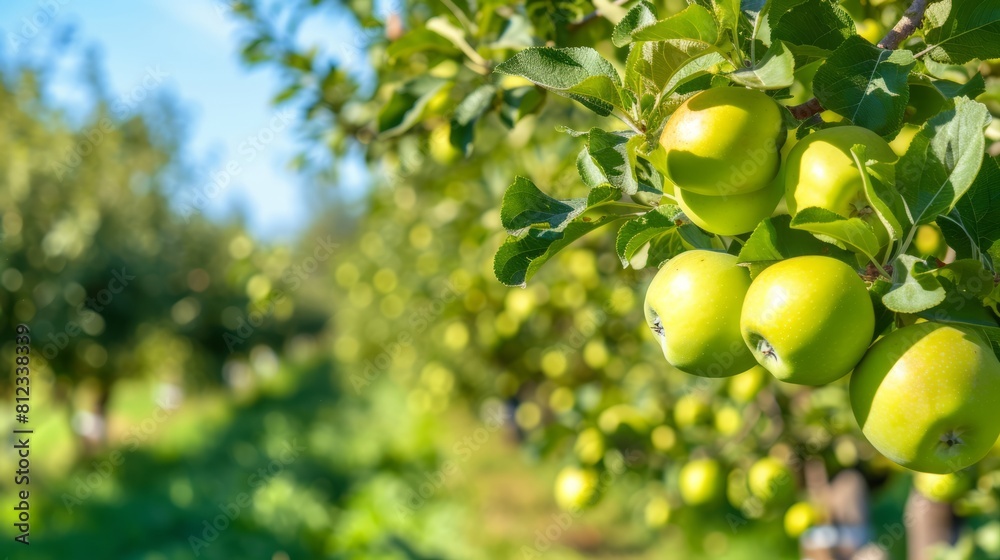 Stunning Apples Displayed 