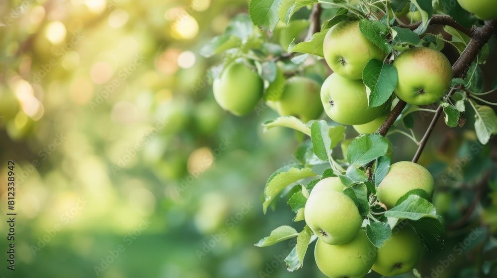 Stunning Apples Displayed 