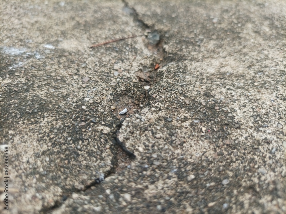 ant on the ground