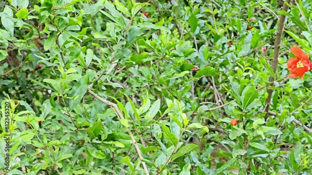 The pomegranate tree with flowers, (Punica granatum), a fruit-bearing deciduous shrub in the family Lythraceae, subfamily Punicoideae contains clusters of seeds with sarcotesta on the inside The pomegranate tree with flowers, (Punica granatum), a fruit-bearing deciduous shrub in the family Lythraceae, subfamily Punicoideae contains clusters of seeds with sarcotesta on the inside