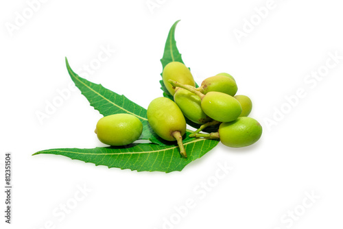 Medicinal neem leaves with fruits over white background
