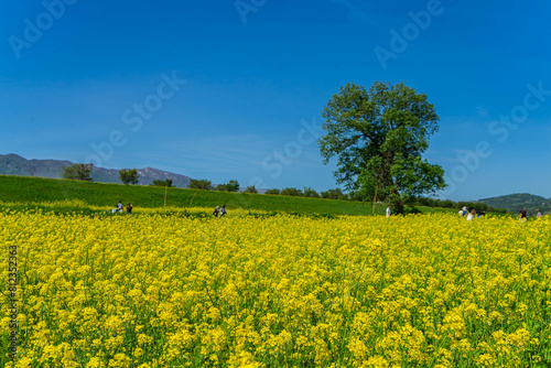 千曲川菜の花畑