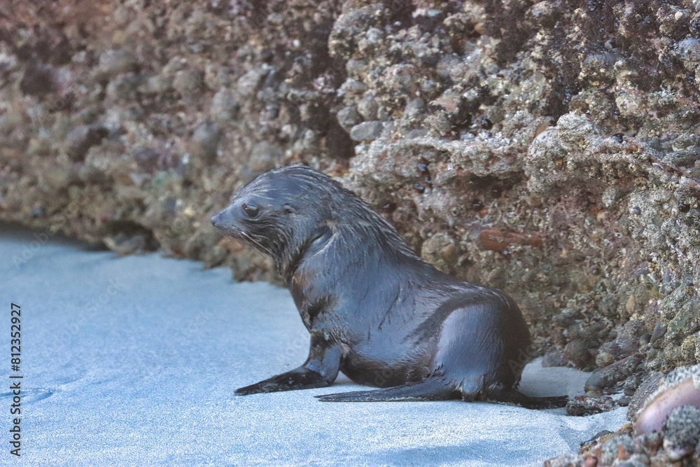 Obraz premium New Zealand