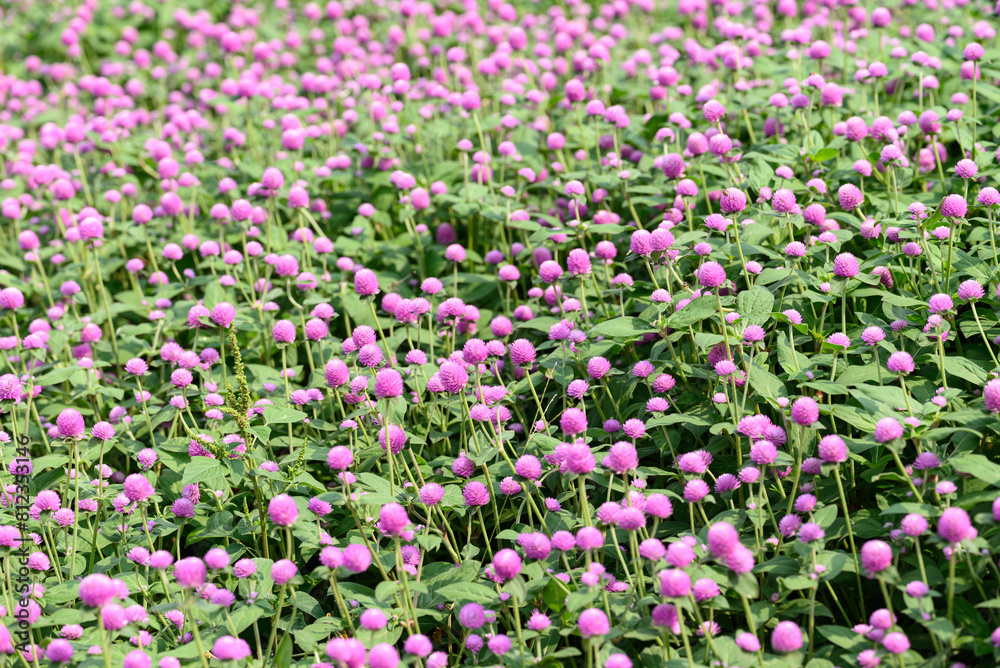 Pink Globe Amaranth flowers (Gomphrena globosa) blooming in garden, Summer season,Tropical flower background Pink Globe Amaranth flowers (Gomphrena globosa) blooming in garden, Summer season,Tropical flower background