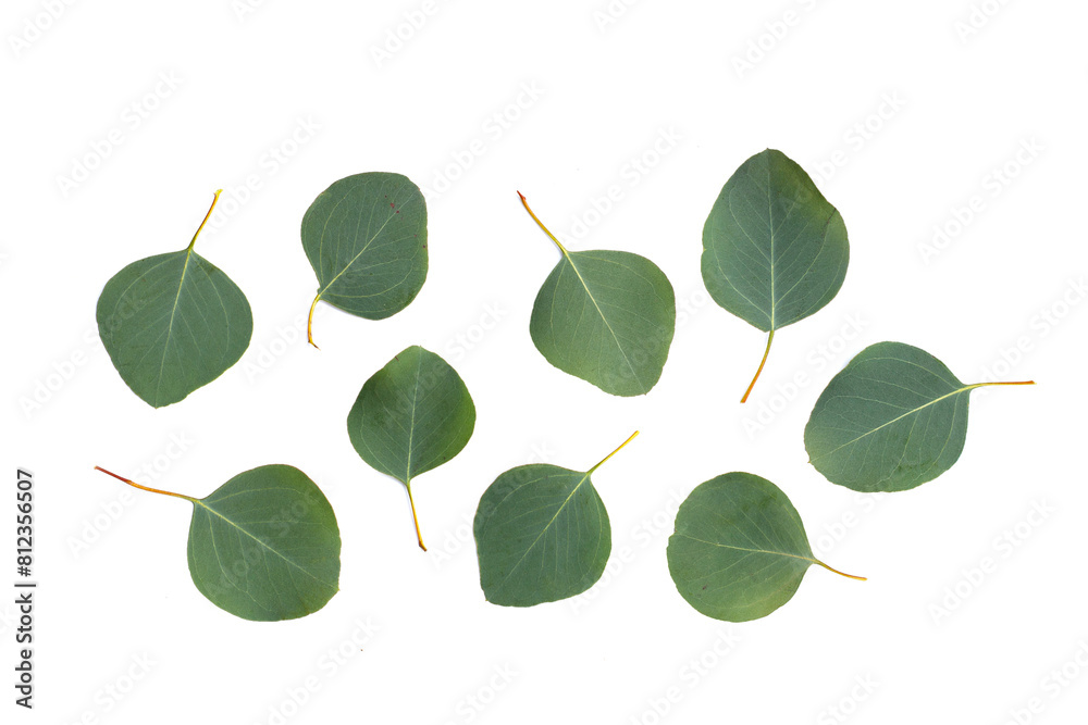 Naklejka premium Fresh leaves of eucalyptus in petri dishes on white background.