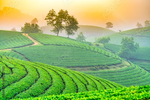 Wallpaper Mural Tea plantation with morning mist at Long Coc mountain, Phu Tho province, green tea farm at sunrise in Vietnam. Torontodigital.ca