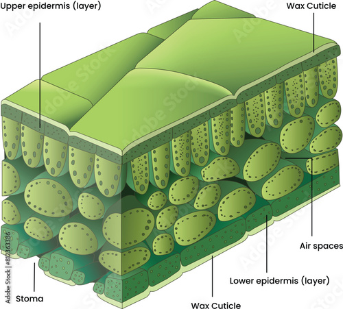 Illustration of a leaf cross section diagram