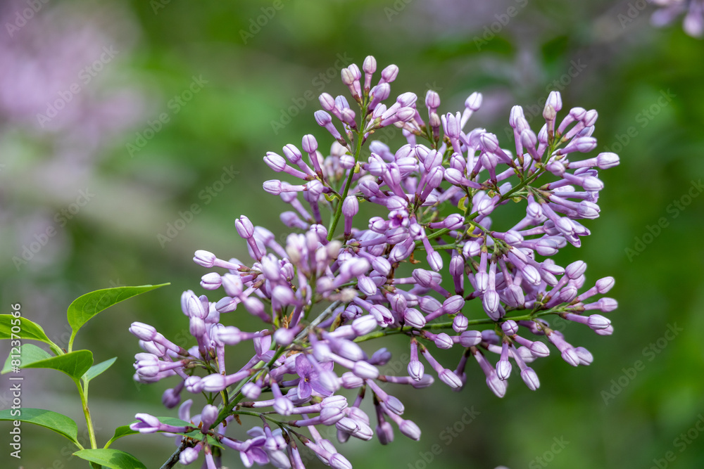 Full frame macro abstract texture background of flower buds and blossoms emerging on a Chinese lilac bush (syringa chinensis) Full frame macro abstract texture background of flower buds and blossoms emerging on a Chinese lilac bush (syringa chinensis)