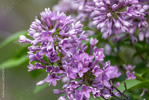 Full frame macro abstract texture background of flower buds and blossoms emerging on a Chinese lilac bush  syringa chinensis 