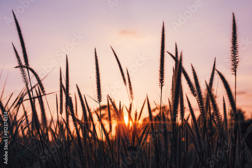 Peaceful nature evening scenery, autumn background. Summer sunset countryside evening spring