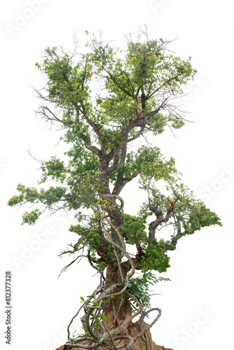 Fototapeta Naklejka Na Ścianę i Meble -  Jungle trees with vines climbing and twisted around on tree trunks, isolated on white background with clipping path.