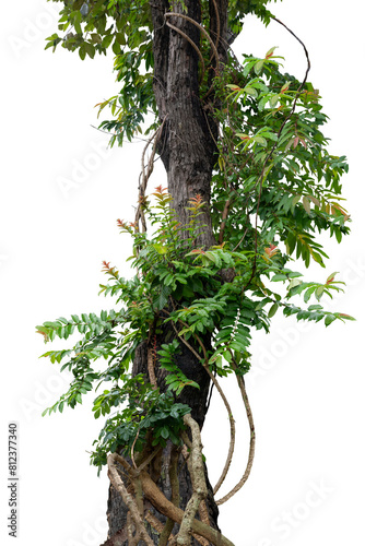 Wallpaper Mural Jungle trees with vines climbing and twisted around on tree trunks, isolated on white background with clipping path. Torontodigital.ca