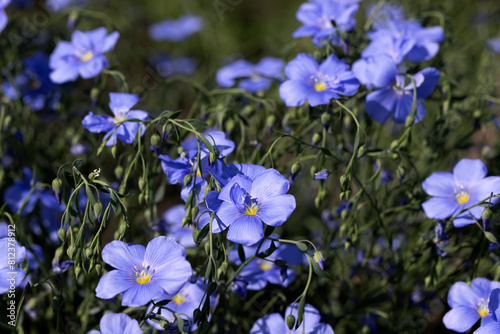 Bright delicate blue flower of ornamental flower of flax shoot against complex background. Flowers of decorative flax. Agricultural field of flax technical culture in stage of active flowering. linen