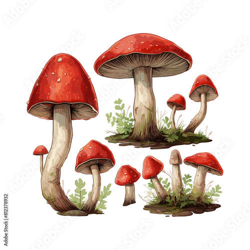 a drawing of mushrooms with a drawing of mushrooms