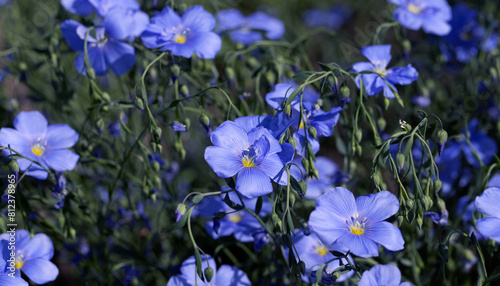 Bright delicate blue flower of ornamental flower of flax shoot against complex background. Flowers of decorative flax. Agricultural field of flax technical culture in stage of active flowering. linen