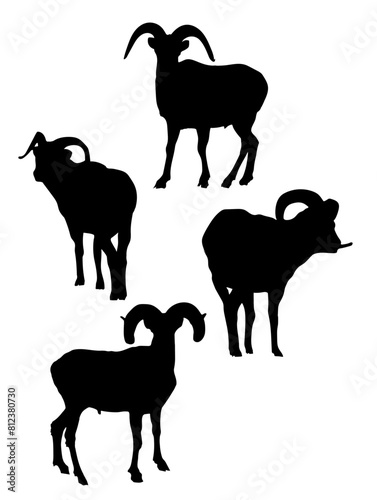 Dall sheep ram silhouette vector photo
