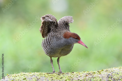 Slaty-breasted Rail