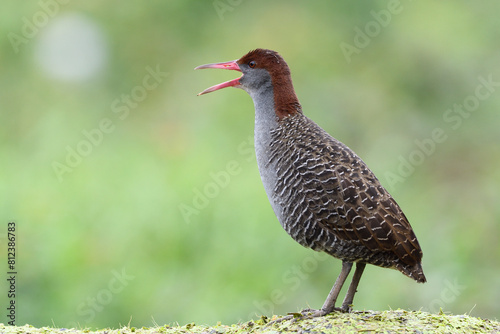 Slaty-breasted Rail