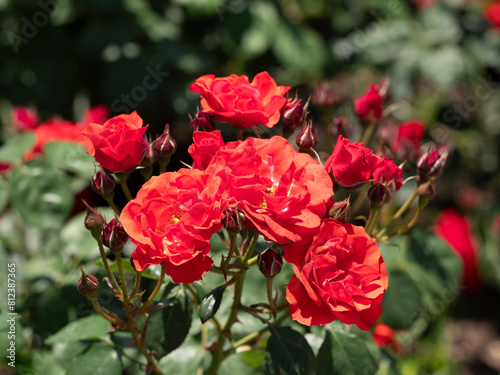 鮮やかな赤色の薔薇「コンチェルティーノ」