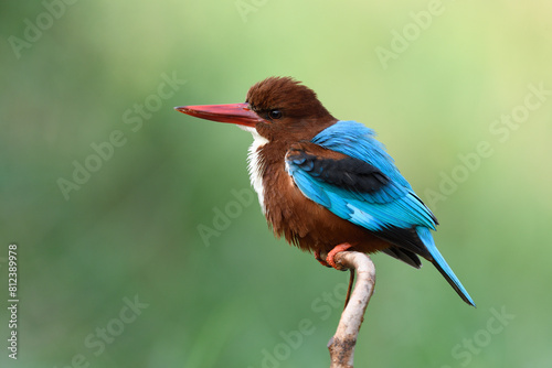 White-throated Kingfisher
