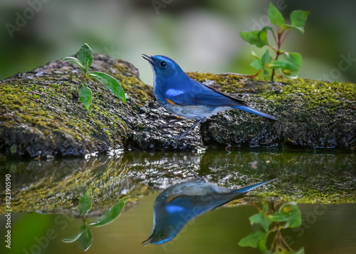 Himalayan Bluetail, male bird stands near the pond with reflection. Taken at Baihualing in China. Bird watching. nature wildlife. photo