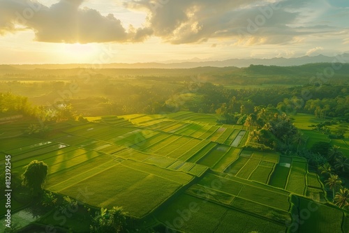 scenery of paddy field with sunset