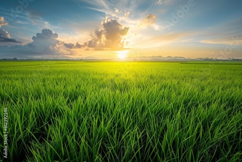 scenery of paddy field with sunset © Tasneem