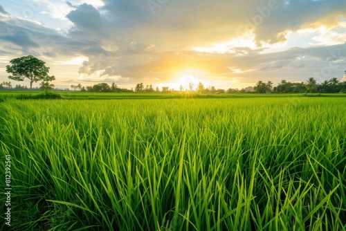 scenery of paddy field with sunset