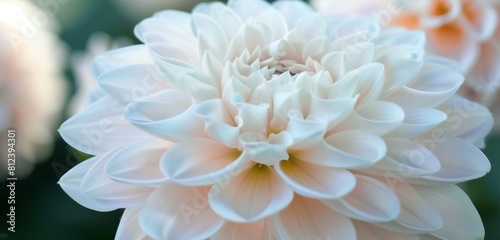 close up of a white dahlia