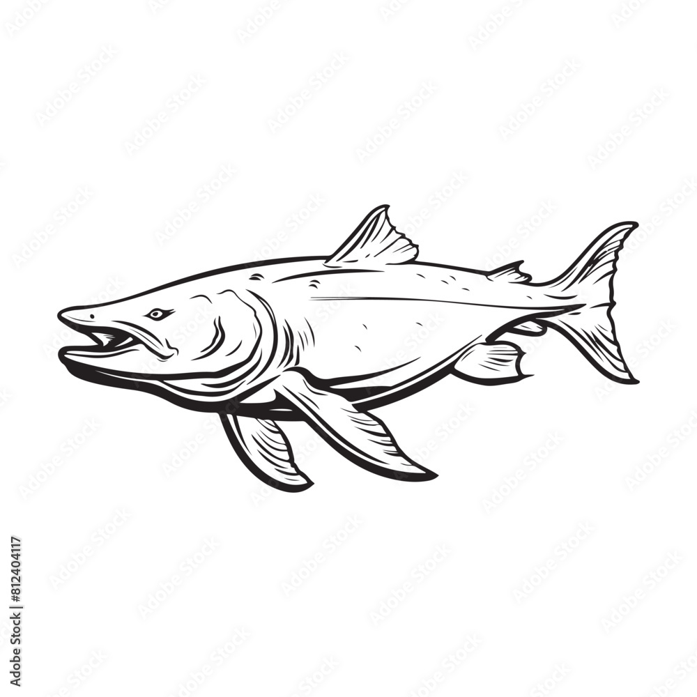 Beluga Sturgeon Stock Illustration isolated on white