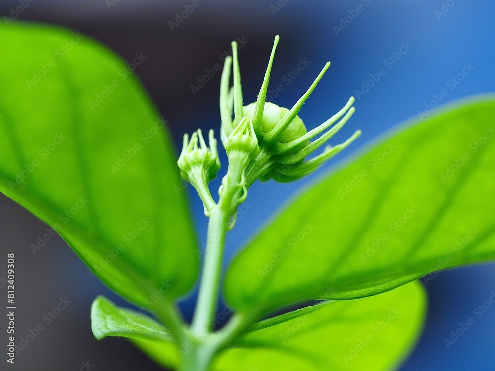 The beauty of double jasmine flowers that have not yet bloomed The beauty of double jasmine flowers that have not yet bloomed