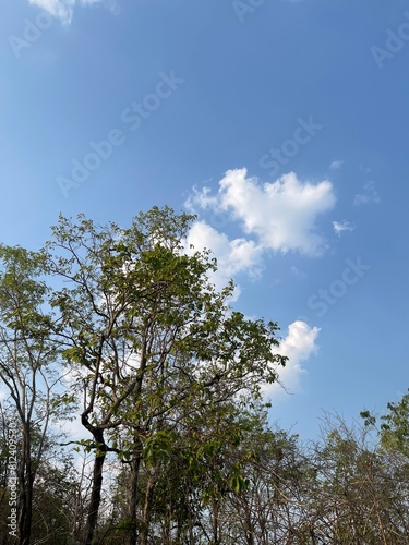 trees and sky in the forest 