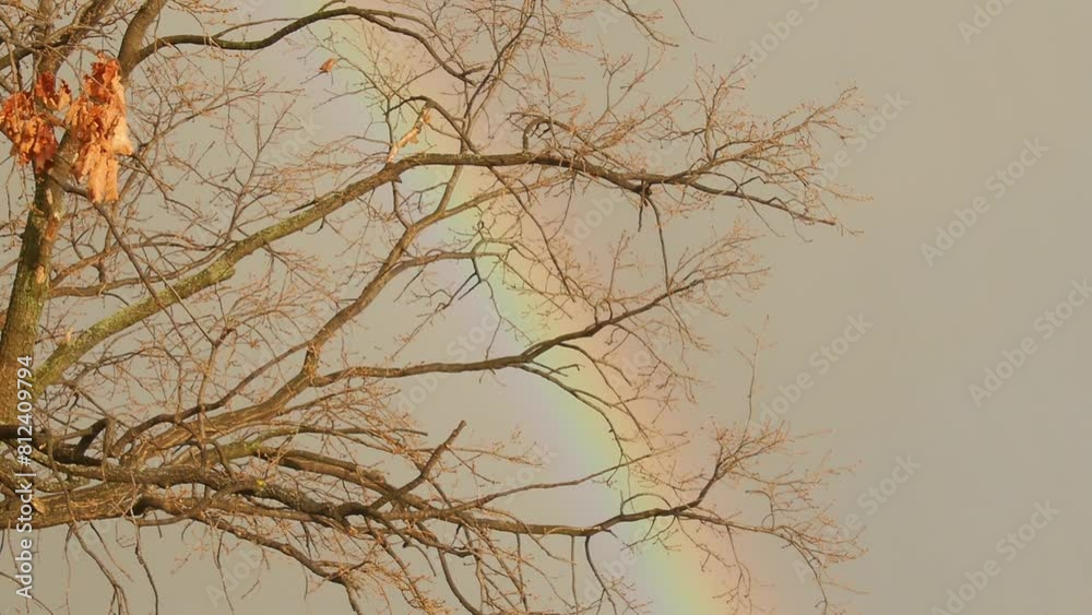 Rainbow on a background of oak in autumn. Rainbow on a background of oak in autumn.