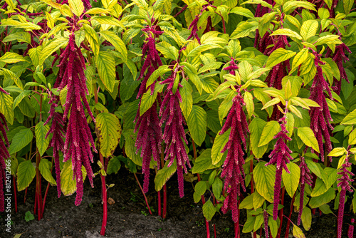 Different types of amaranth shoots growing in a home garden.
