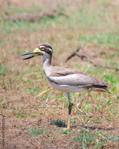 Great Thick-knee standing on one leg close up at Yala National Park. photo