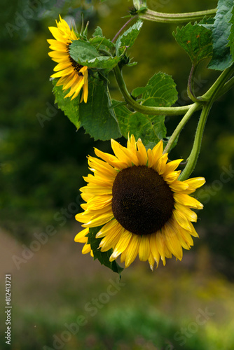 Ornamental sunflower flowers growing in a home garden.